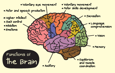 Photo of a brain