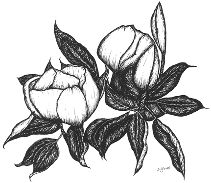 Grand Magnolias
 - Artwork