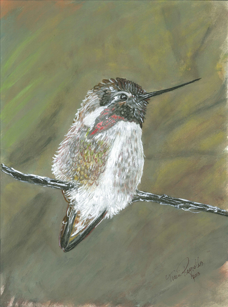 Hummingbird - Artwork