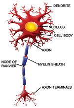Illustration of a nerve cell