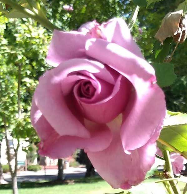 Rose Photo at Dominican University