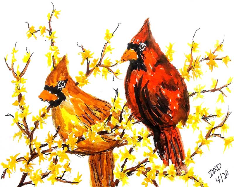 Cardinals in the Forsythia