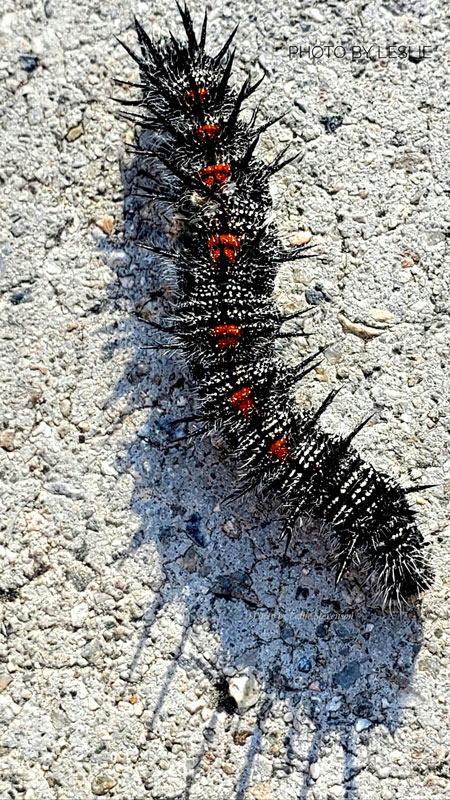 Caterpillar Crawl. I Know How You Feel Buddy. 