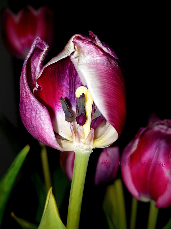 State of the Tulip. Not unlike us, this tulip is damaged but remains with purpose, complexity, and beauty.