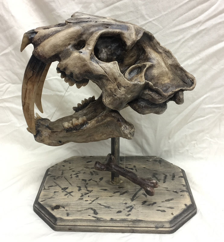Smilodon Skull (If you can't go out and find one, make it yourself) class=