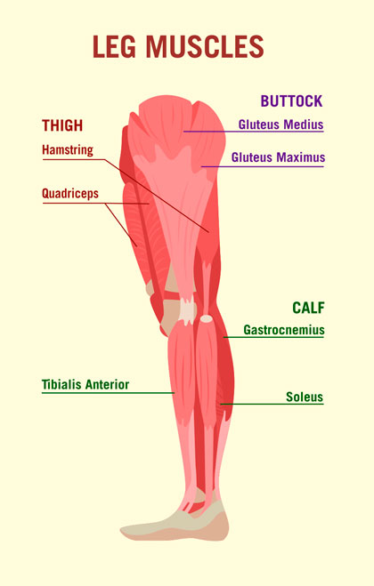 Diagram of Leg Muscles