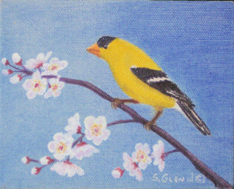 Goldfinch on Apricot Blossoms