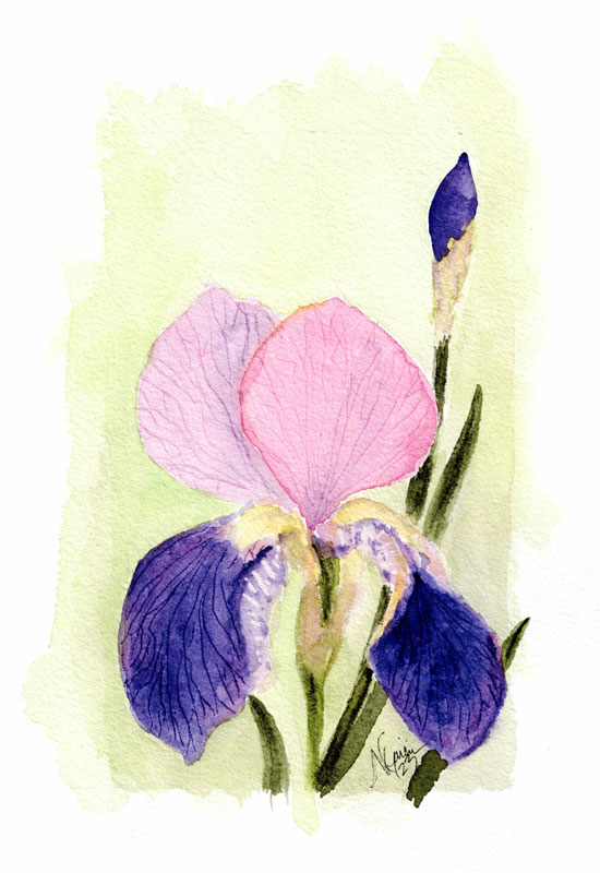 Iris