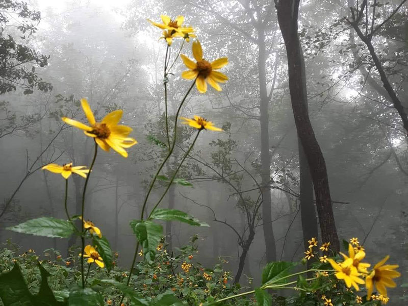 Springer Mountain