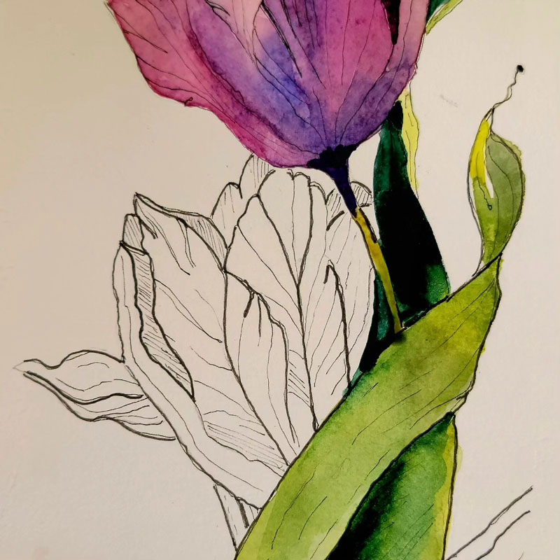 Tulip