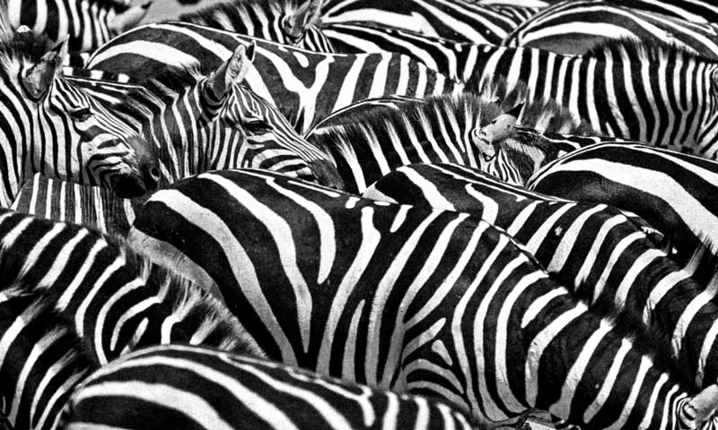Black, White and Wild by Aranzazu Calzado