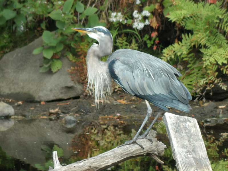 Giant Blue Heron Resting by Tammy Higgins