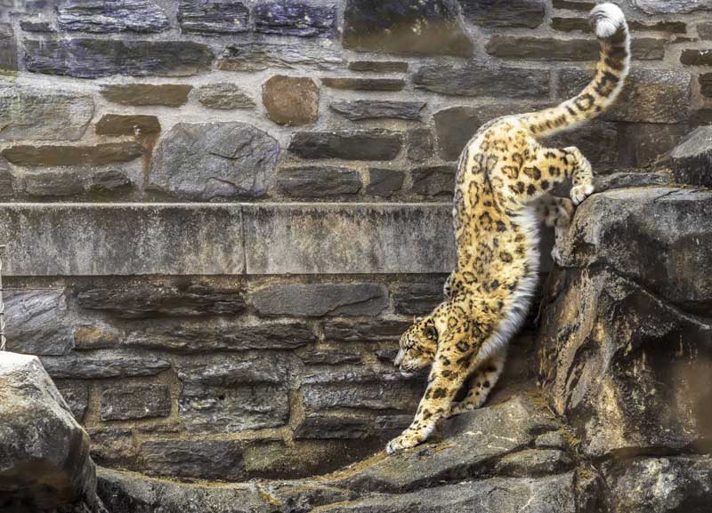Leopard at the Phila Zoo by Rona Golfen