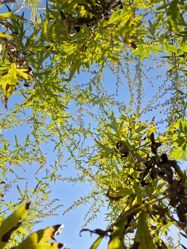 Overlooked, 2025 by Alexis Estave