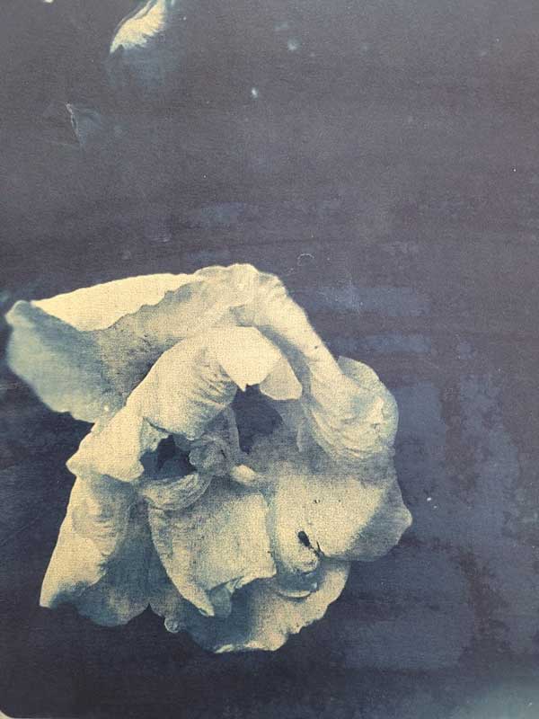 Sharon’s Echo Sharon’s Echo by Hilary Cabrera