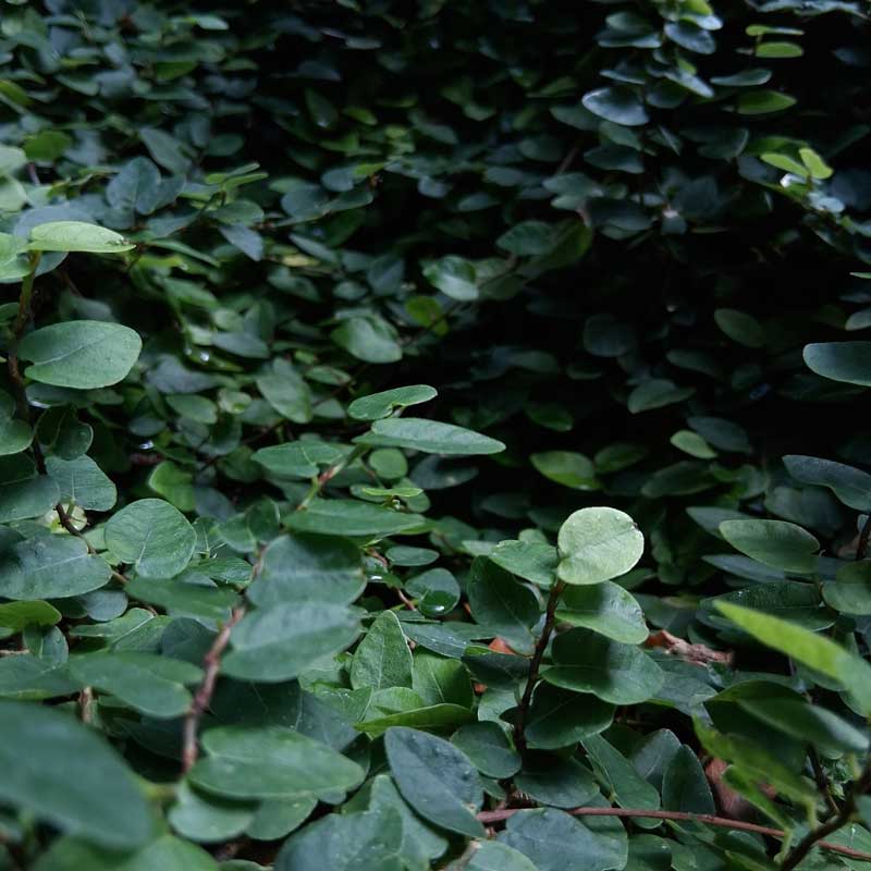 Smaller Life, 2025 by Alexis Estave