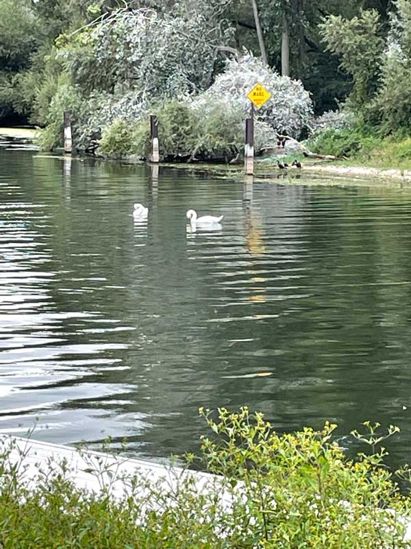 Swan Lake by Jacqueline Rex