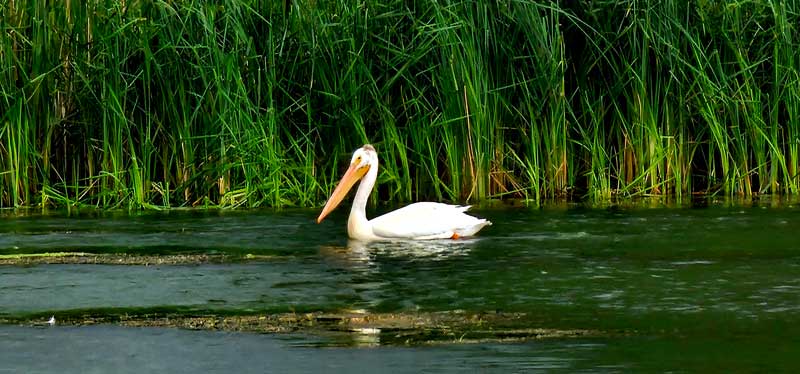 Warren’s Pelican by Ramona McCracken