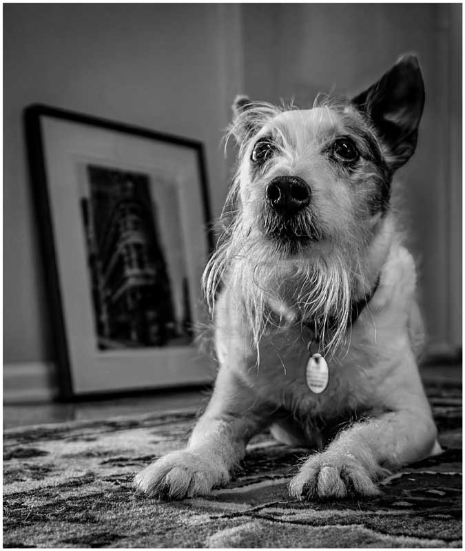 Who Rescued Who by Patricia Hart Zackman